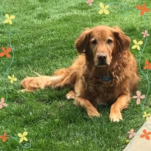 Meet your Posher, Carol